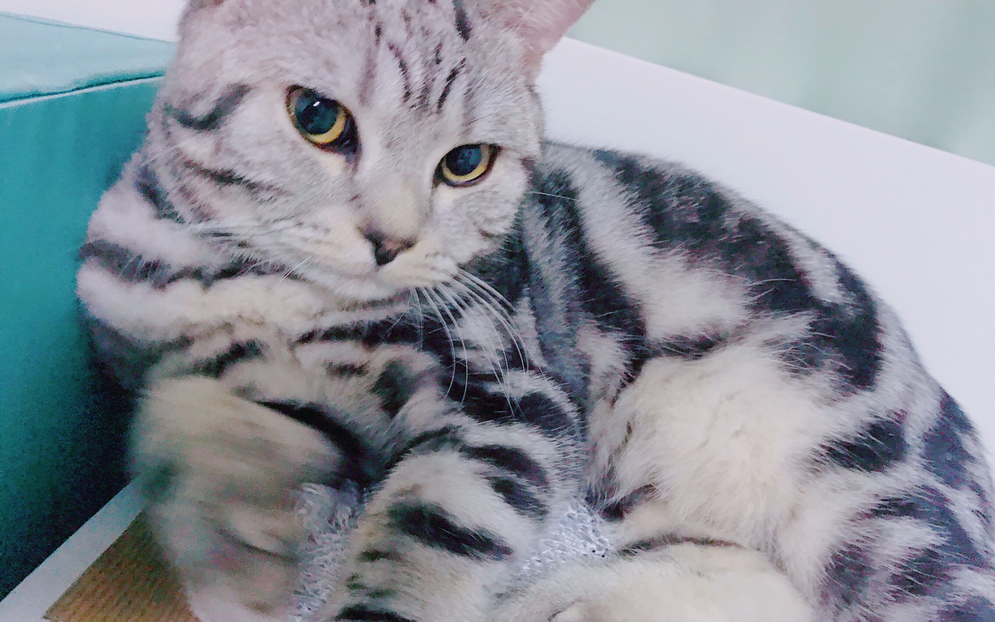 【美短】神吐槽yuki萨玛开口说人话互动萌妹纸!