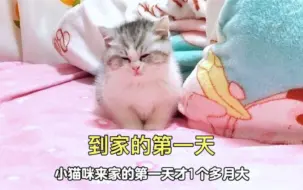 Download Video: 小猫咪从小到大的变化