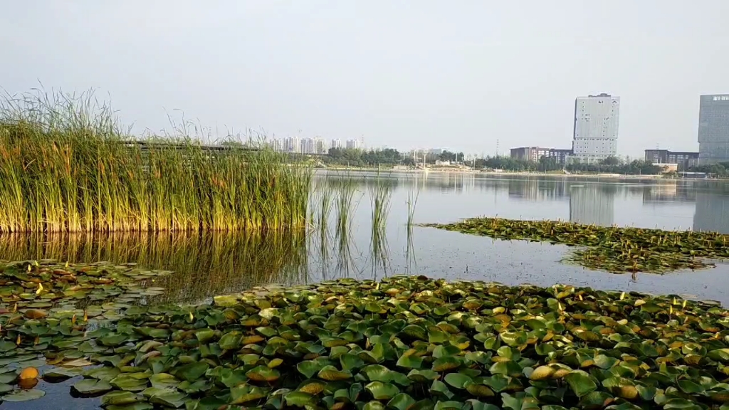 新郑双鹤湖中央公园图片