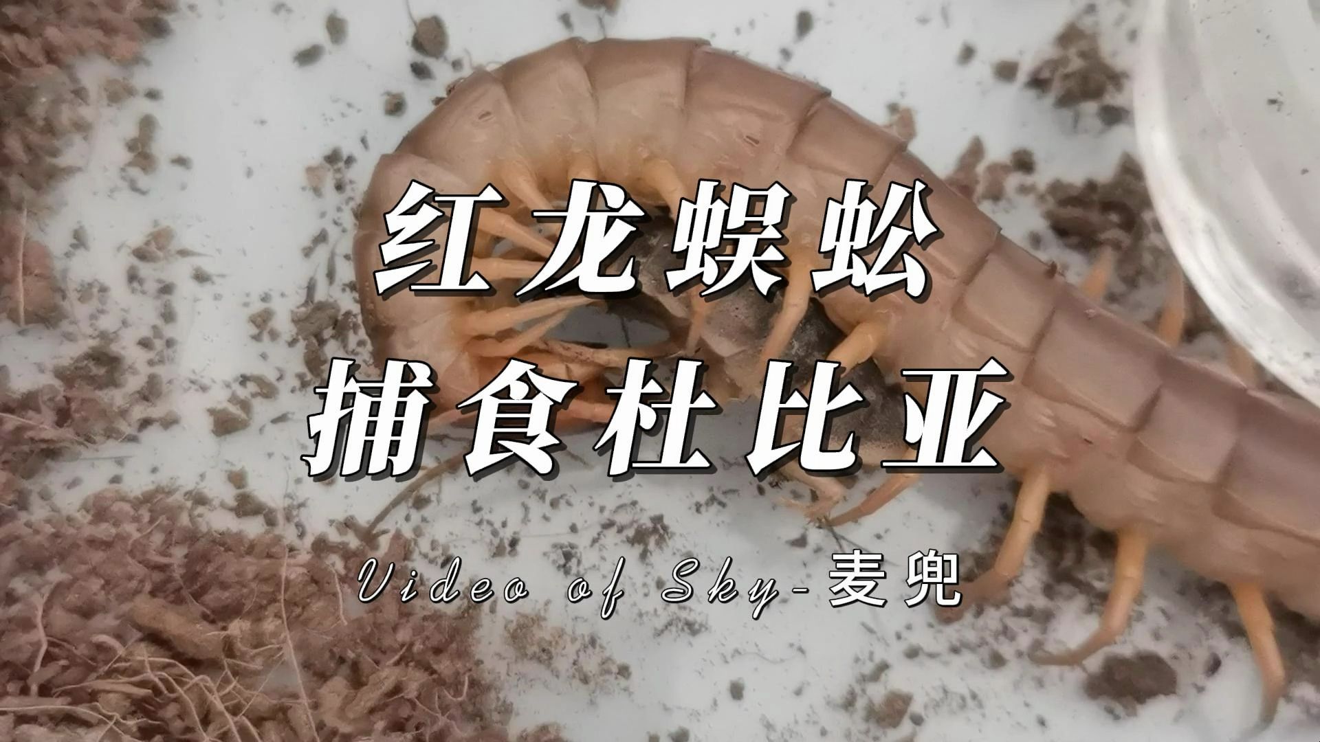红龙蜈蚣大苗,兴奋捕食杜比亚
