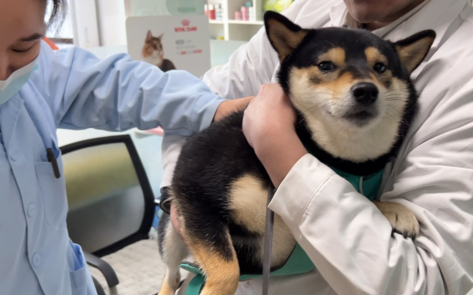 活动  给柴犬打针就像是在开盲盒,永远都猜不到小狗会有什么反应