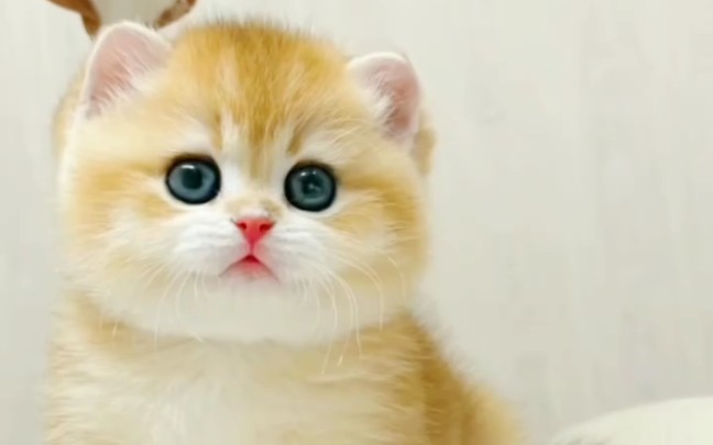 想要一只属于你的可爱猫咪吗,卖萌的小猫咪,出售敲可爱小萌猫,给小