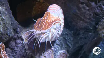 Video herunterladen: 鹦鹉螺是如何游泳的-The Chambered Nautilus- A Living Link With the Pas