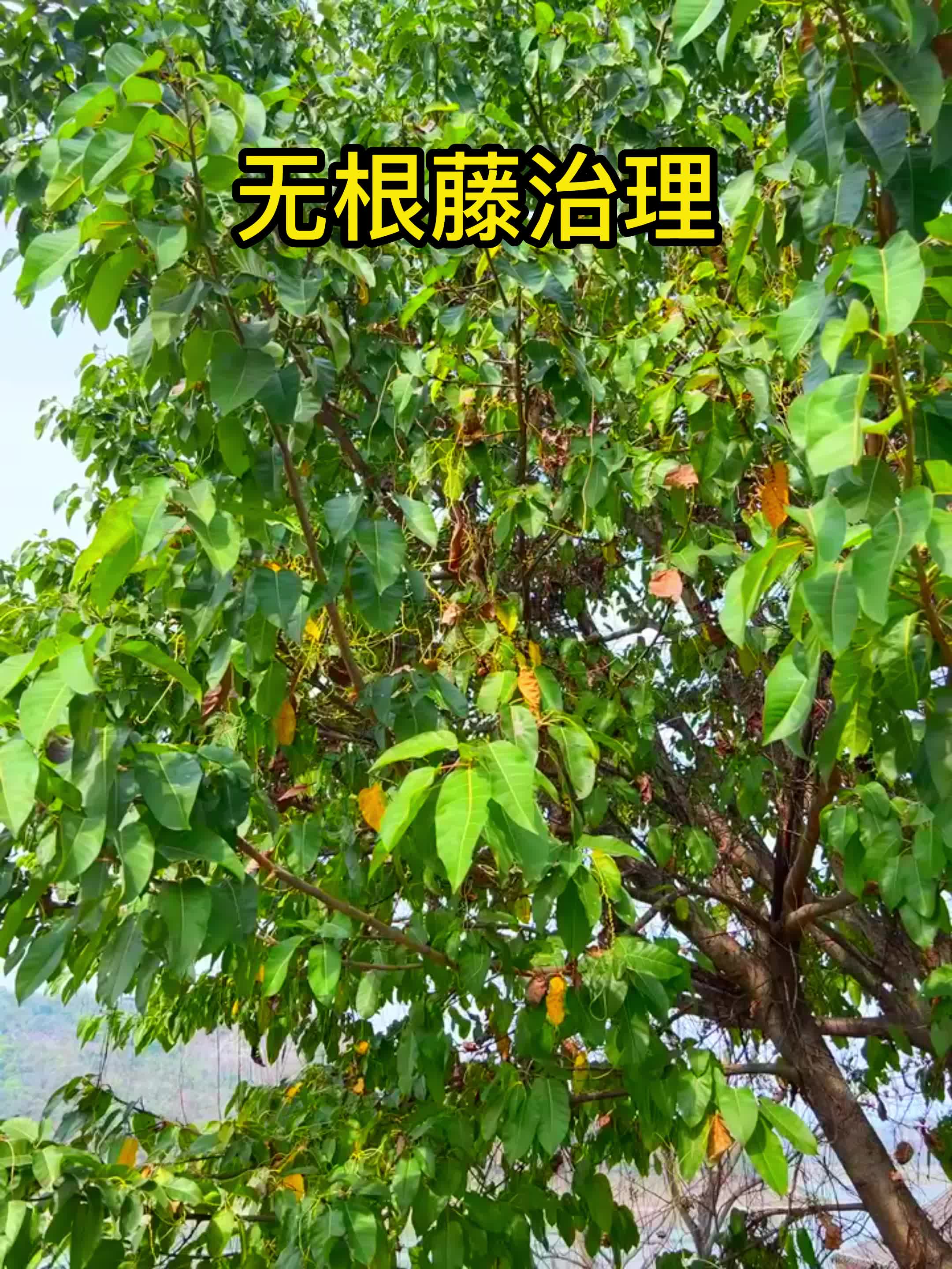 无根藤的功能主治用法图片