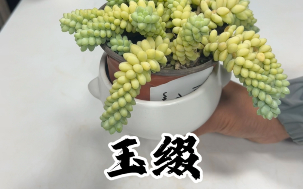 多肉植物玉缀哔哩哔哩bilibili