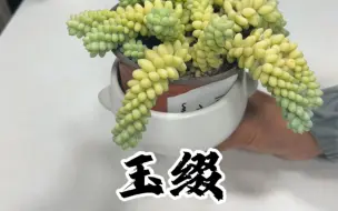 Download Video: 多肉植物玉缀