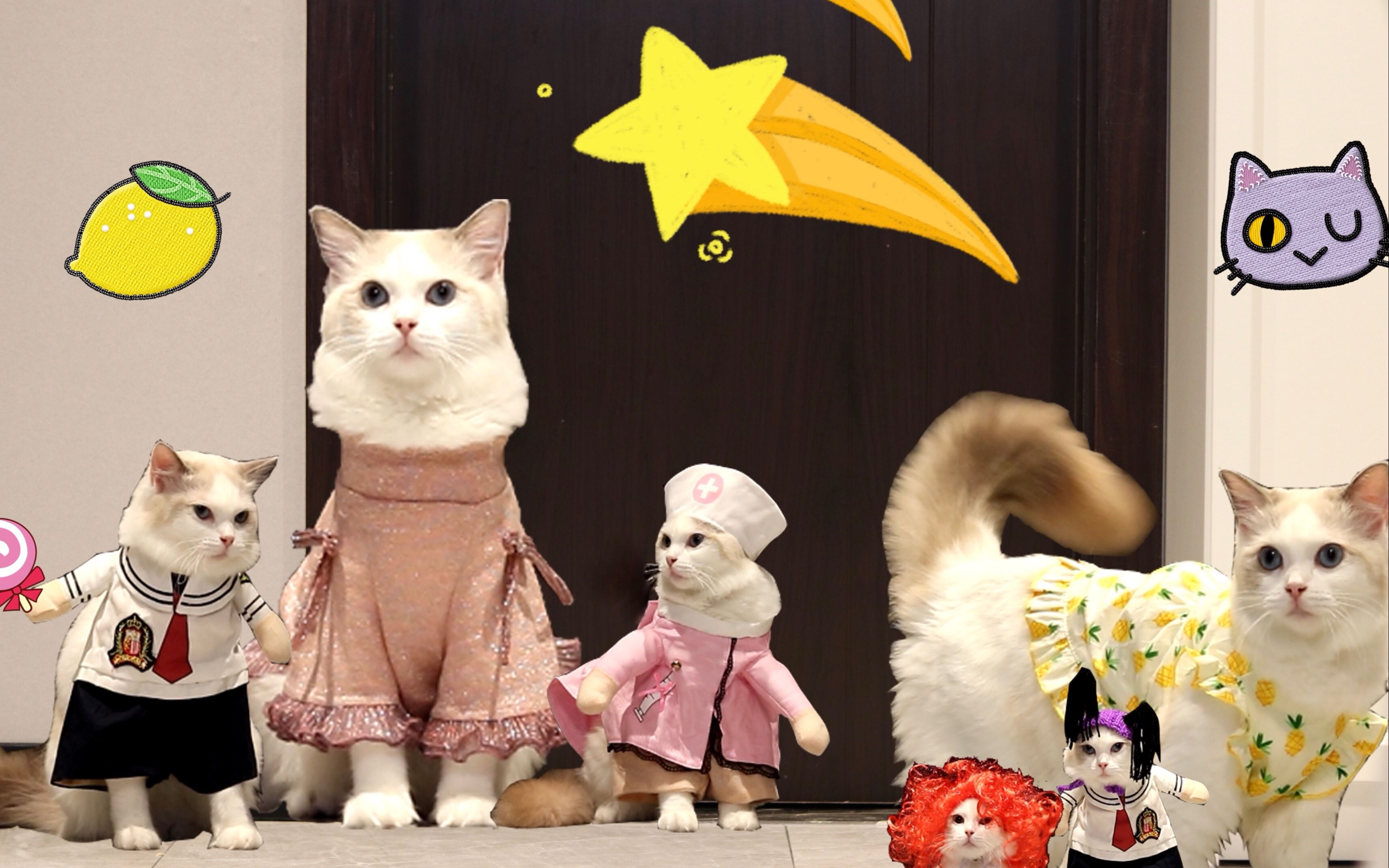 芒果草莓猫咪时尚t台秀