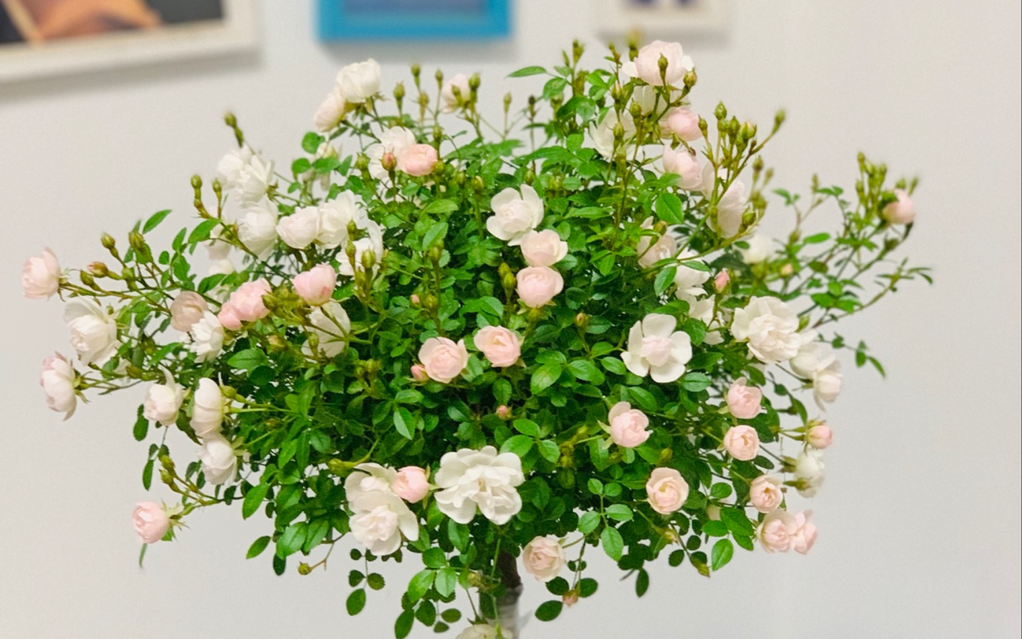 日本超级微型月季雪姬 浅粉过渡到纯白仙气十足_哔哩哔哩_bilibili