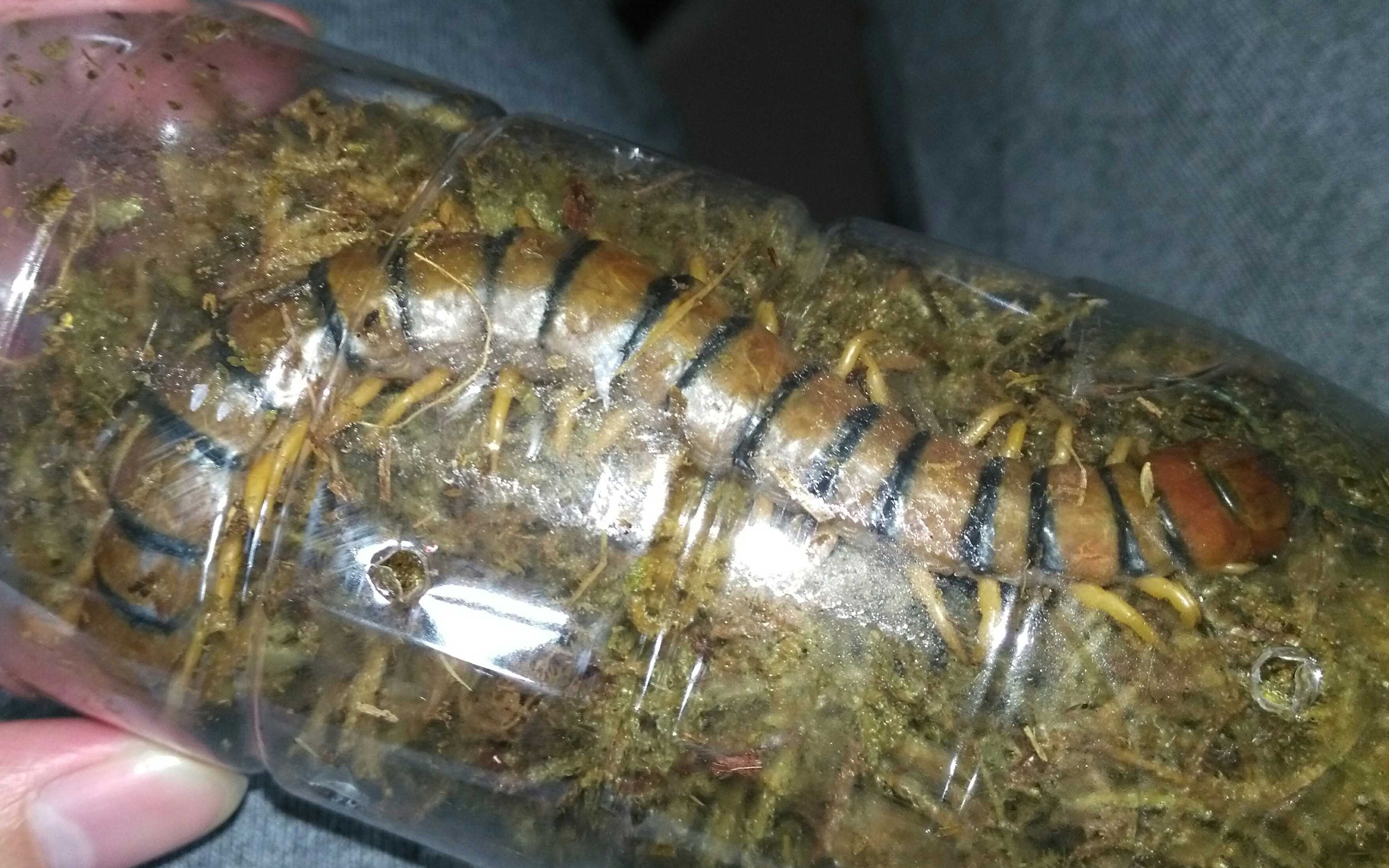 赤蜈蚣开箱及喂食