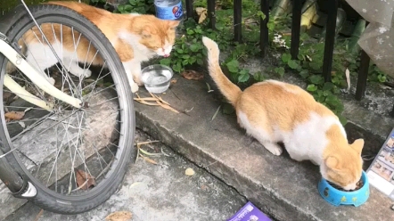 [图]【喂食流浪猫】“宴三橘”…