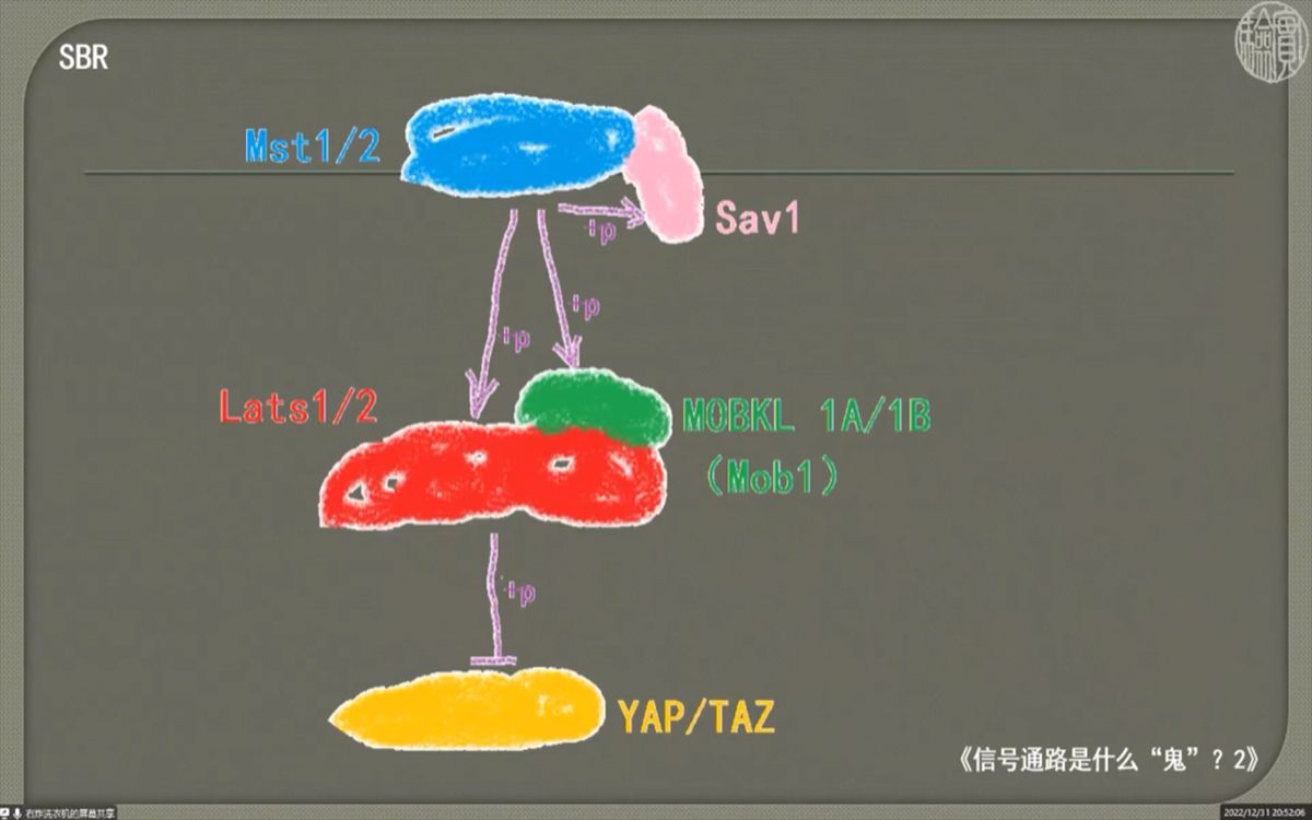 第二期(上)12.067分CDD的奇妙研究,蛋白的乳酰化能促进外泌体释放HMGB1?哔哩哔哩bilibili