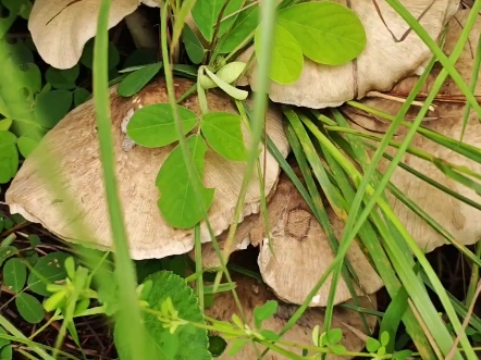一堂极品鸡枞窝,得吃得吃.