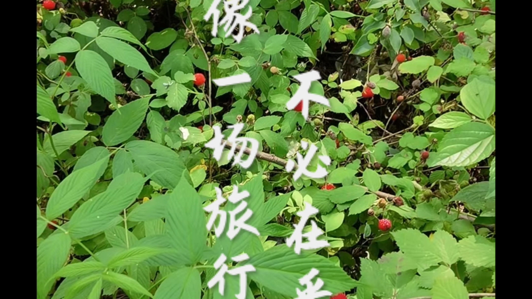 老夫子中草药百草园‖道地药材种植基地‖中药材种植加盟‖数万亩种植农场‖药材种植基地产销一体‖高成活率种苗提供‖中药材种植增收致富‖药材种源...