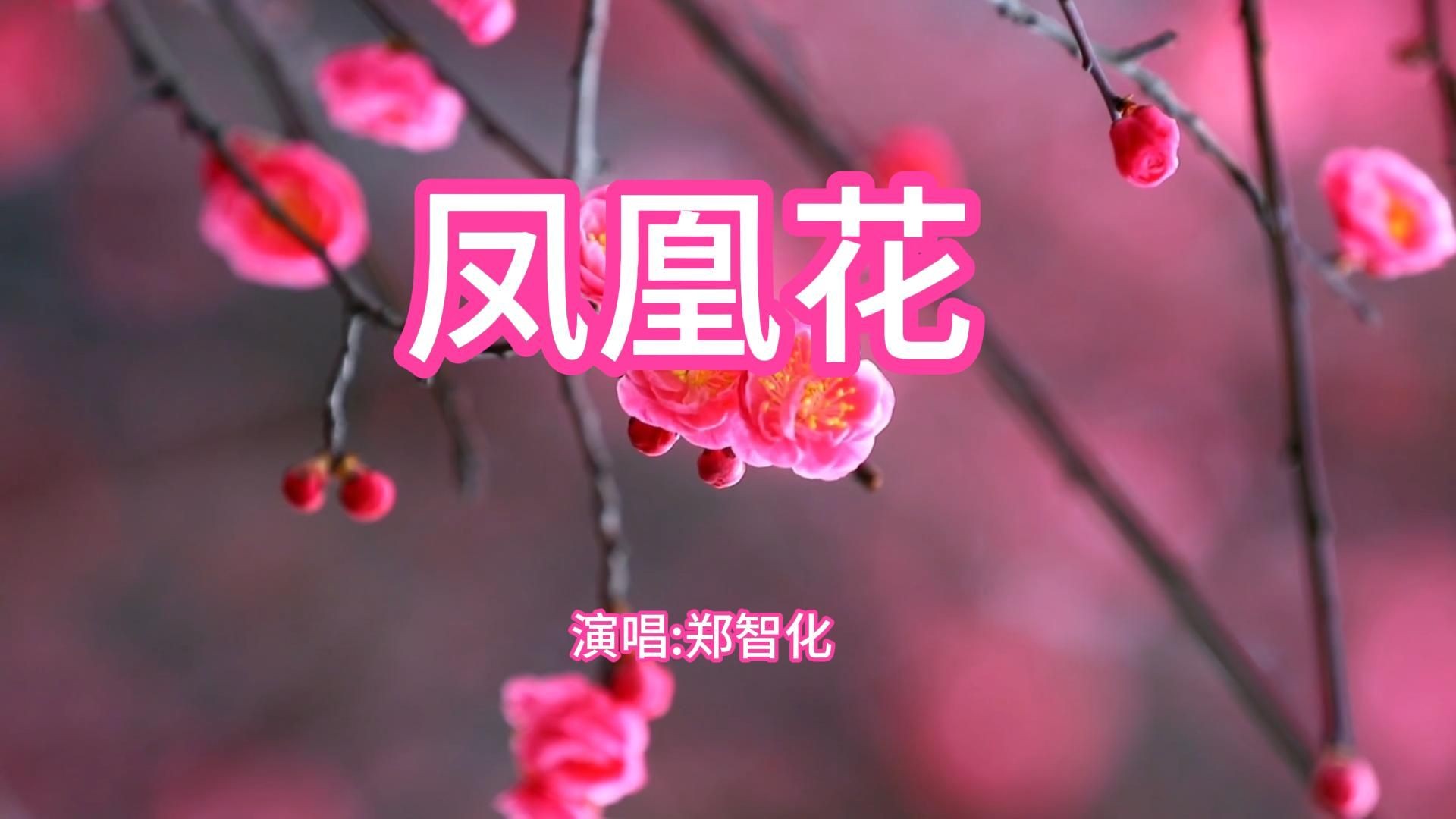 郑智化经典歌曲凤凰花哔哩哔哩bilibili