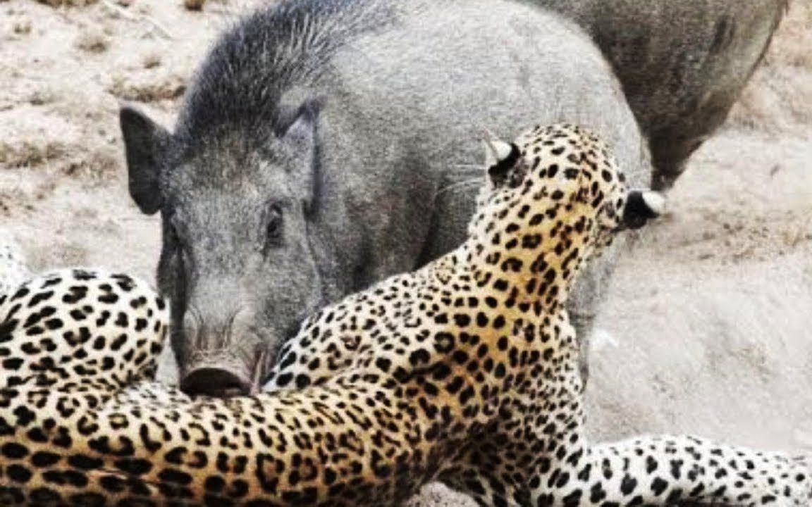 猎豹大战野猪王,结局令人意外