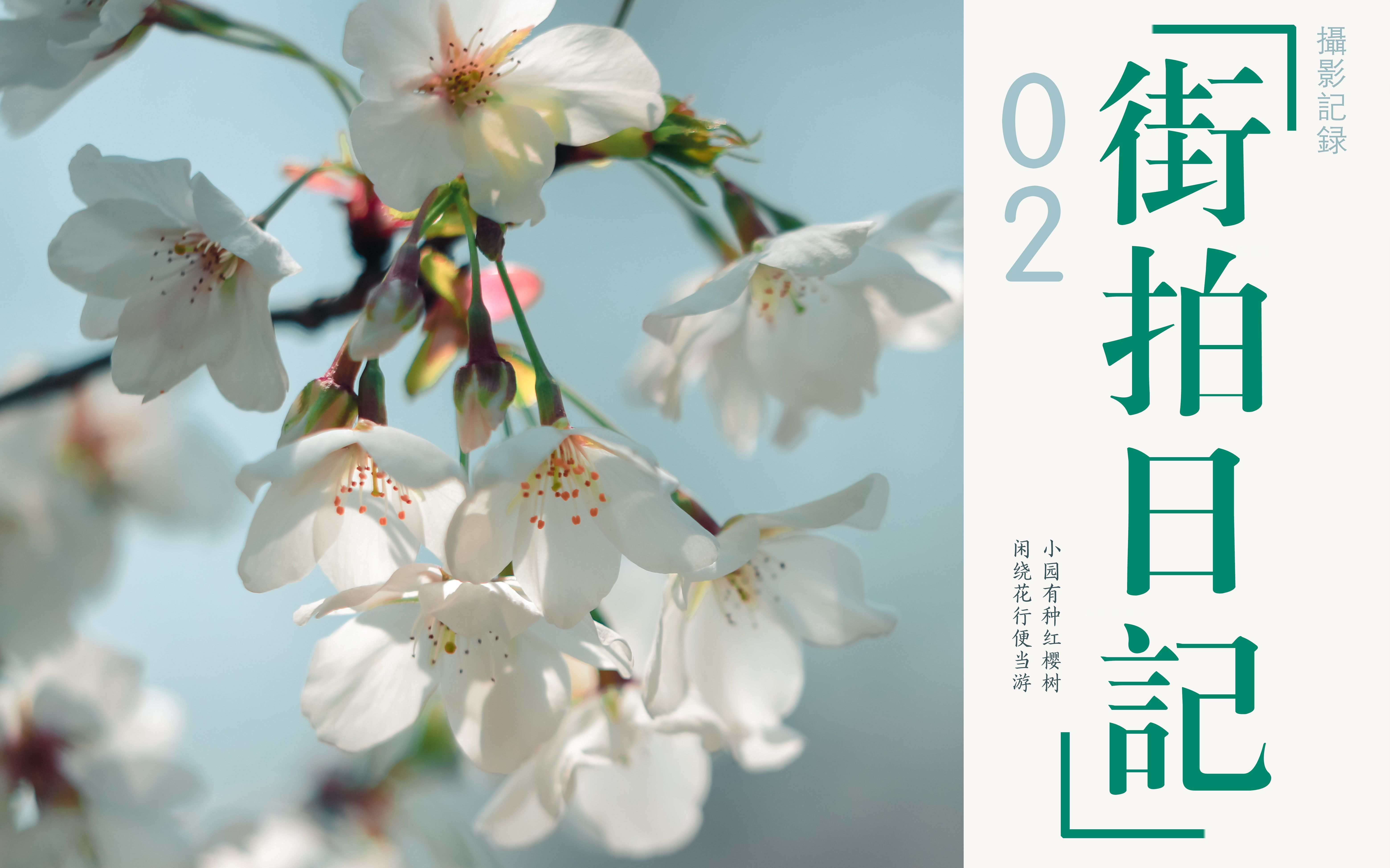 街拍日记02春日阳光中的樱花疫情下上海顾村公园vlogwith佳能6d2ef