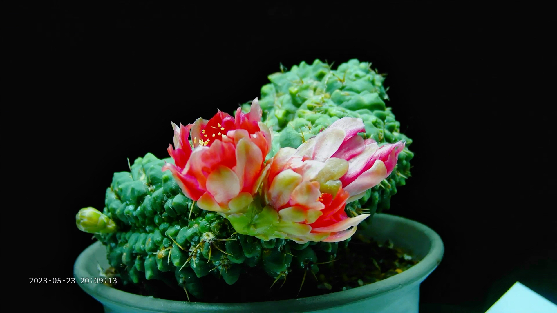 开花过程延时摄影:绯花玉之缀化2