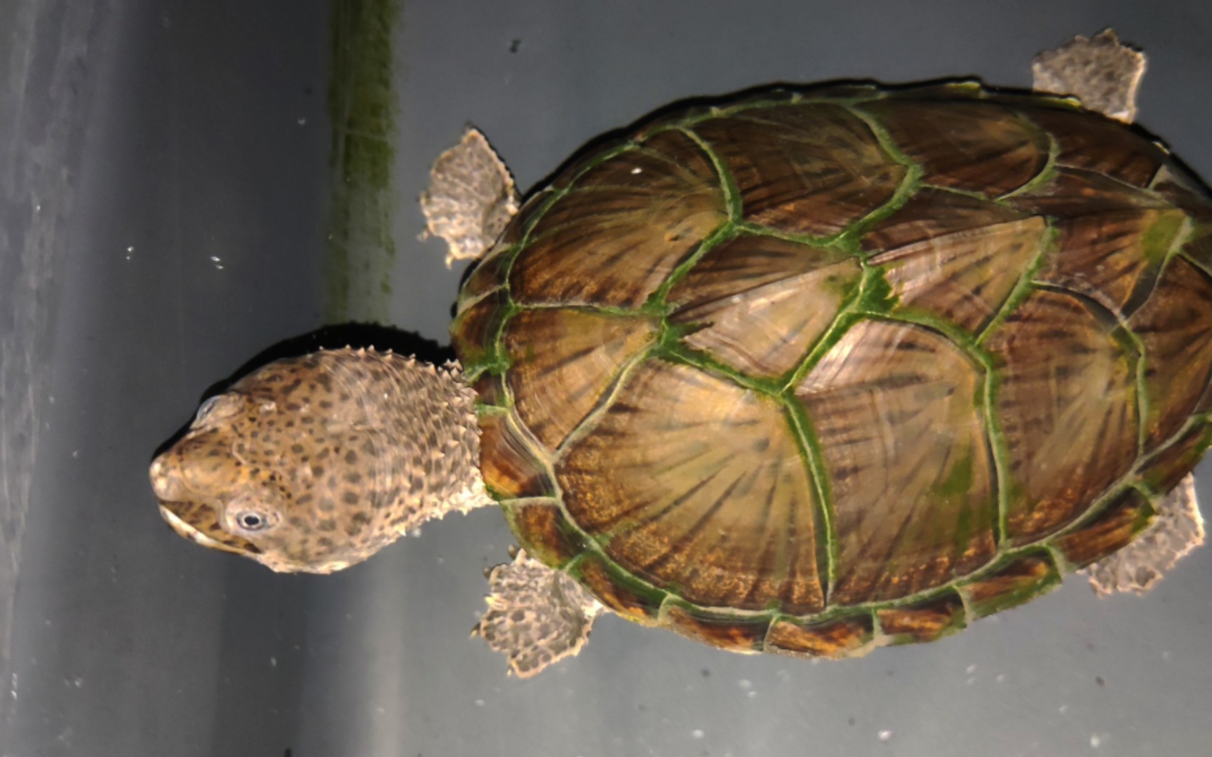 【剃刀麝香龟】晚上给胖胖加餐