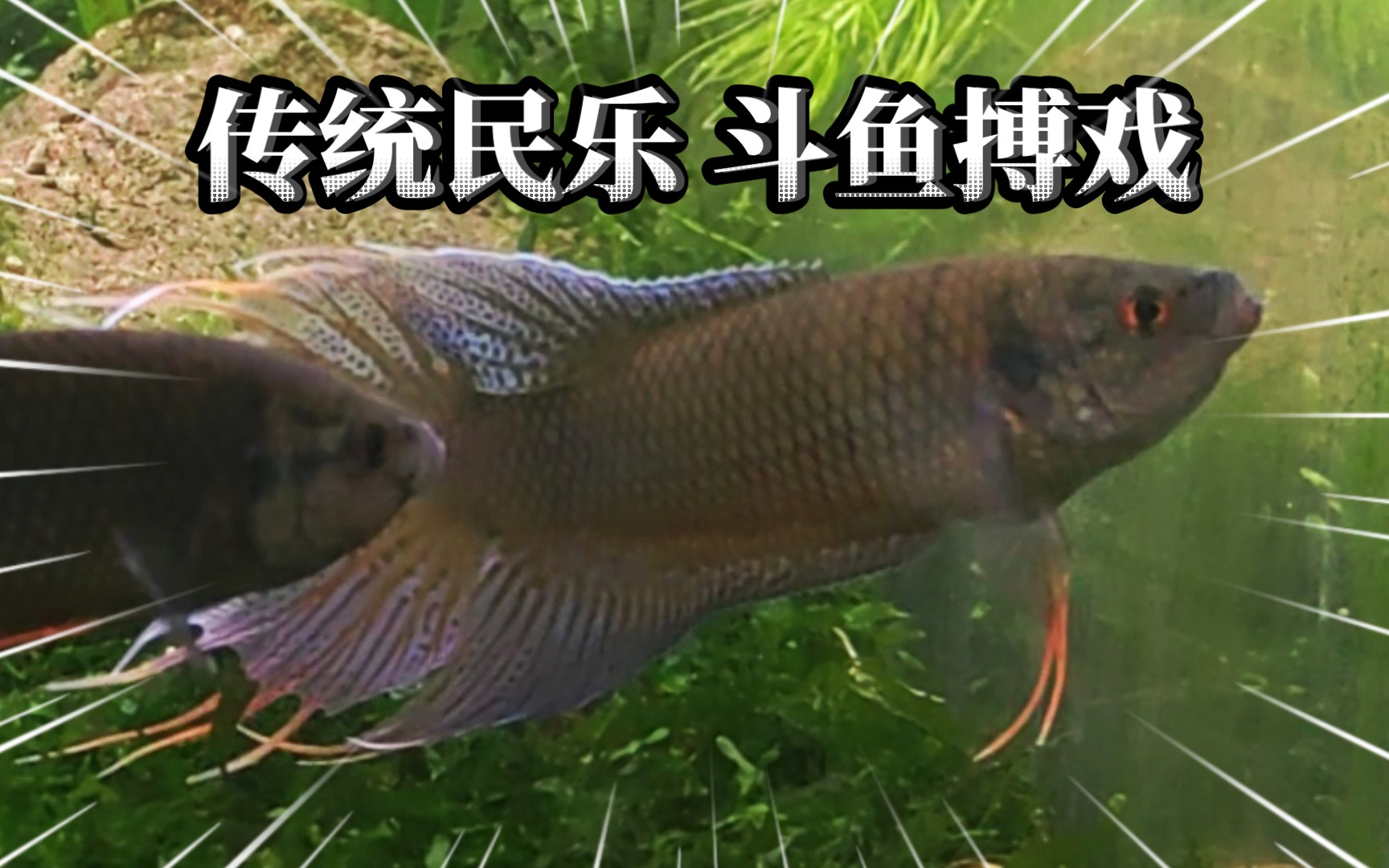 中国斗鱼搏戏,传统民乐雄性文化