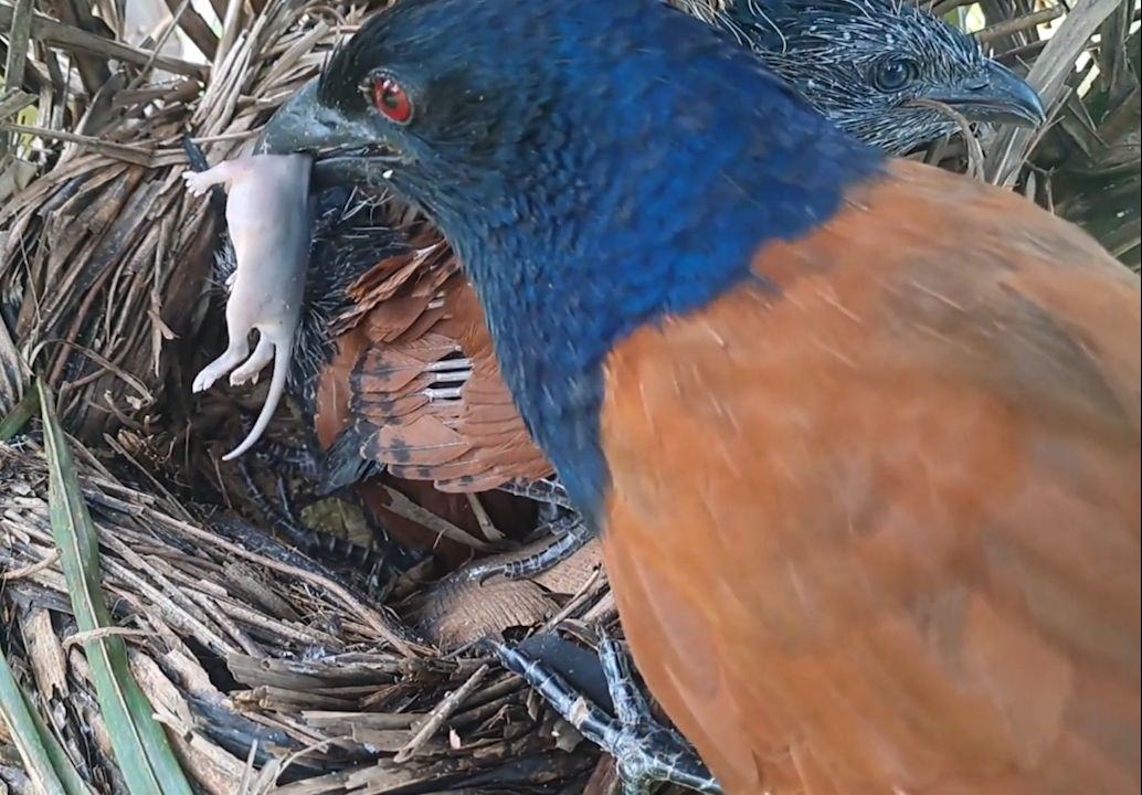 红毛鸡妈妈捕来一只老鼠喂给幼鸟