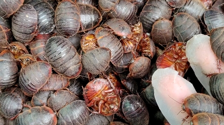 创业养殖土鳖虫