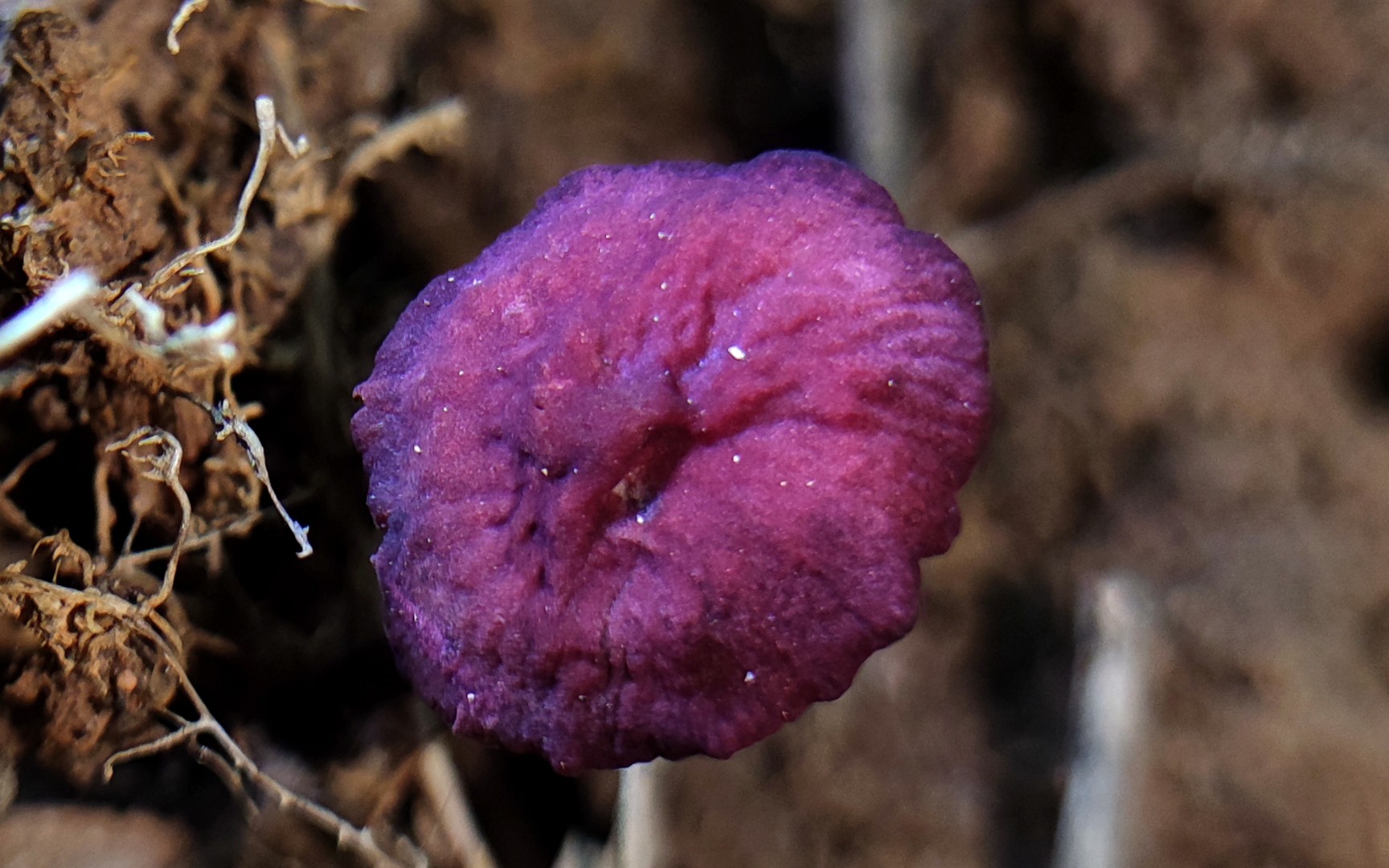 紫蜡蘑——摄于广东省肇庆市北岭