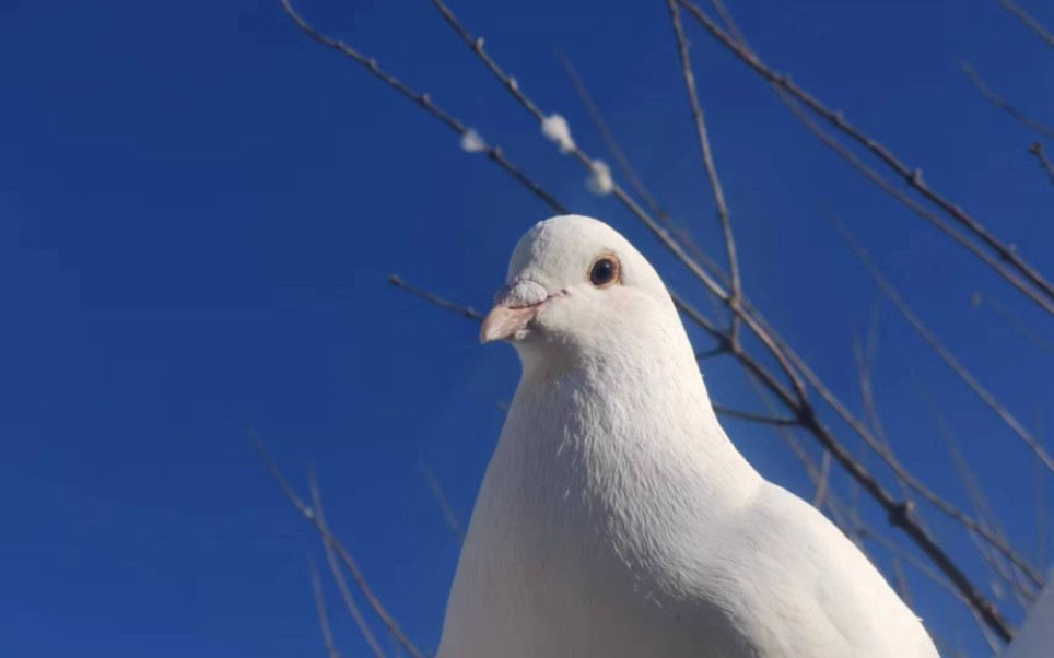 12.30 北京朝阳公园的鸽子