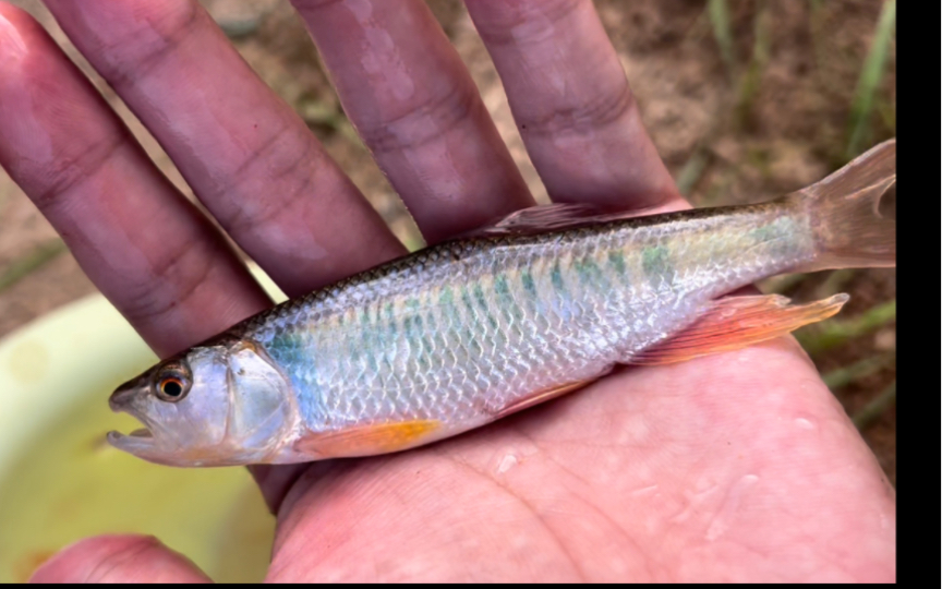 带你认识美丽的马口鱼