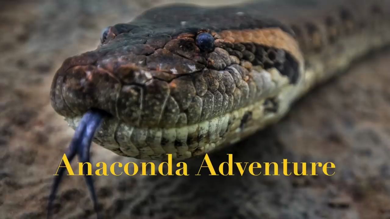 大蟒蛇!~近距离拍摄巴西水蟒!