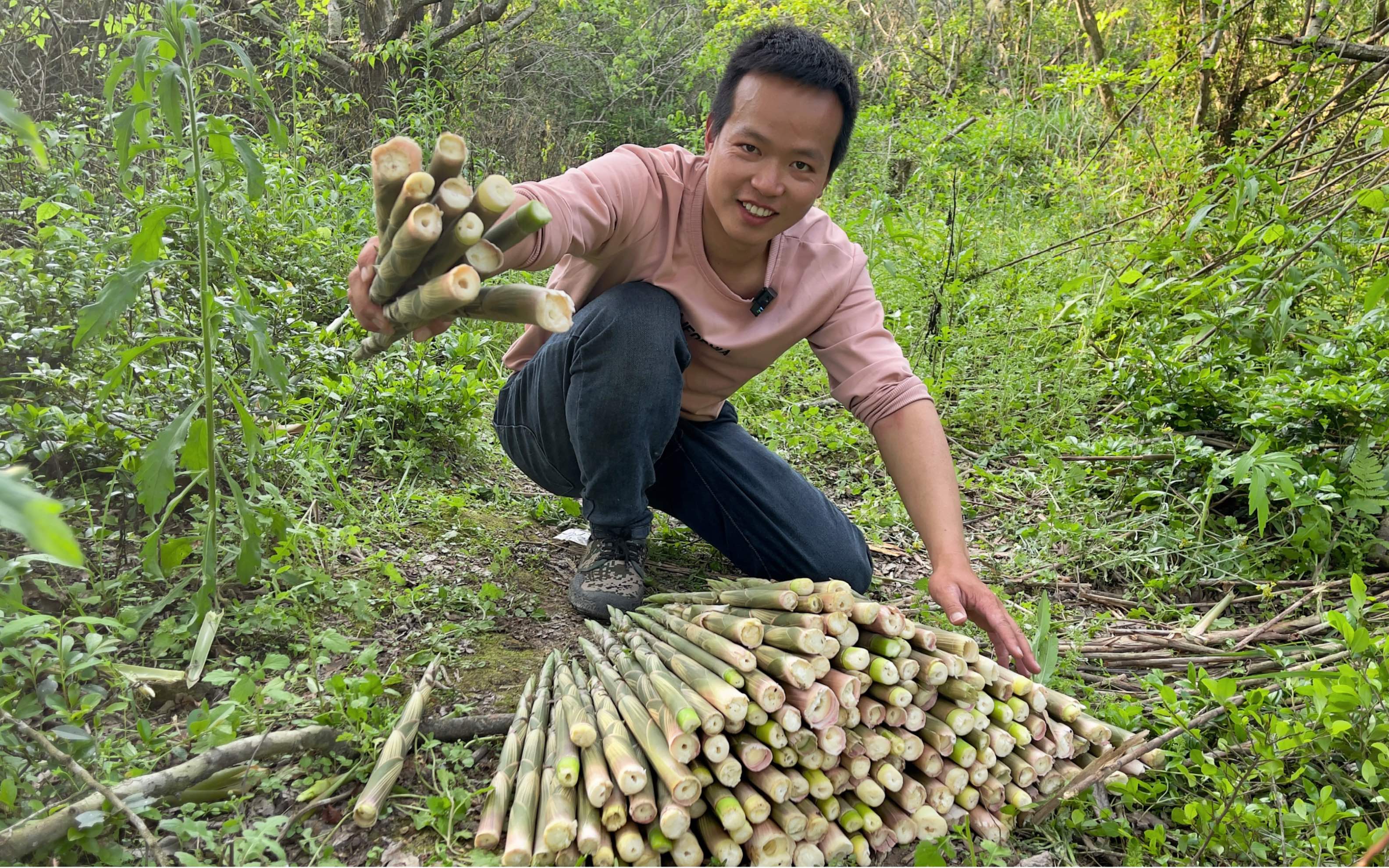 江西深山这种野笋疯长小伙进山拔笋子半小时就100斤真过瘾