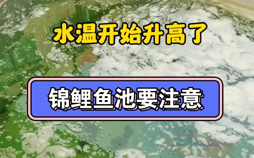 水温升高了,鱼友要注意自己家的锦鲤鱼池哔哩哔哩bilibili