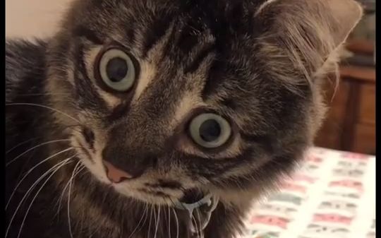 不太聪明的样子