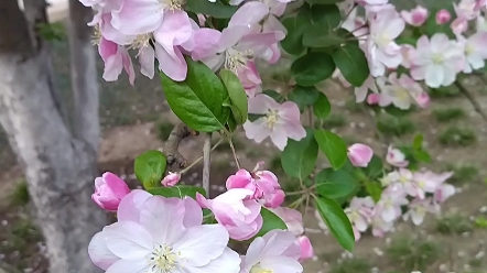 北土城海棠花溪图片