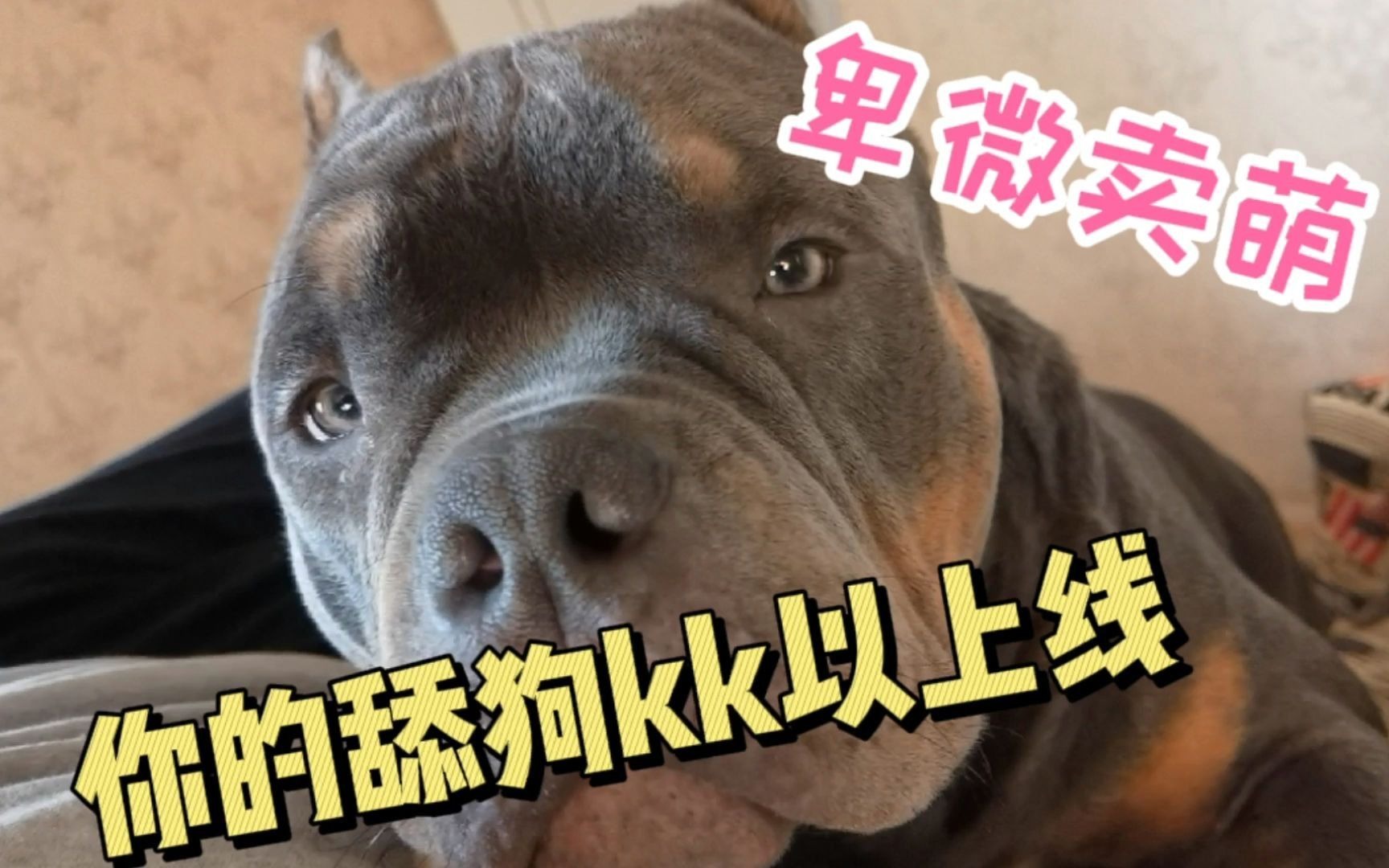 活动  美国恶霸犬kk的卑微舔狗在线教学,如此粘人的狗狗叫人如何是好?