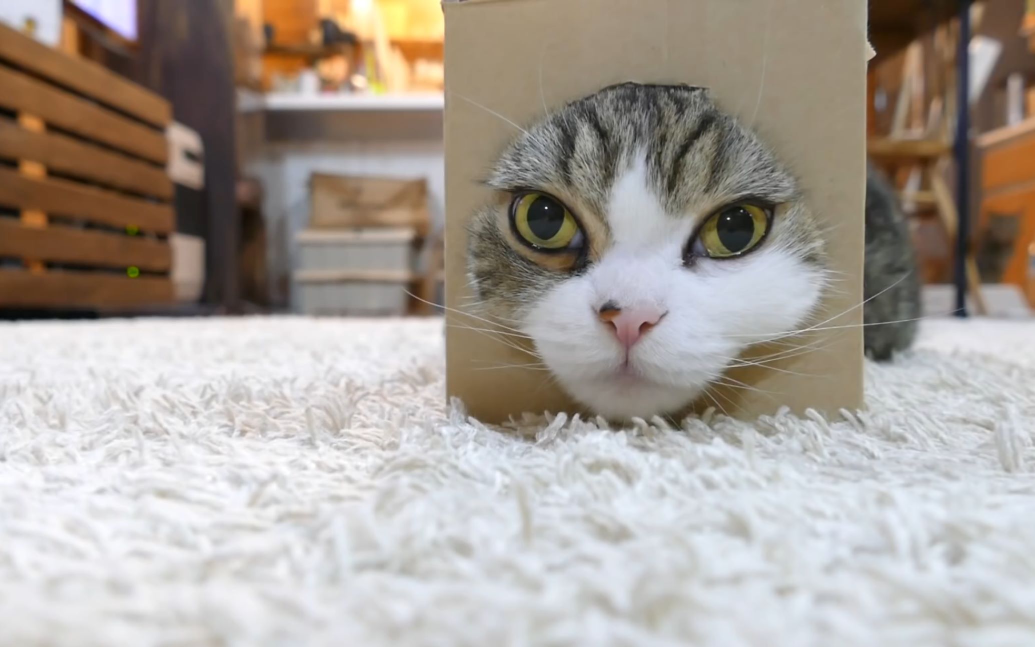 【前方高萌!】盒子喵 (●70●) 77