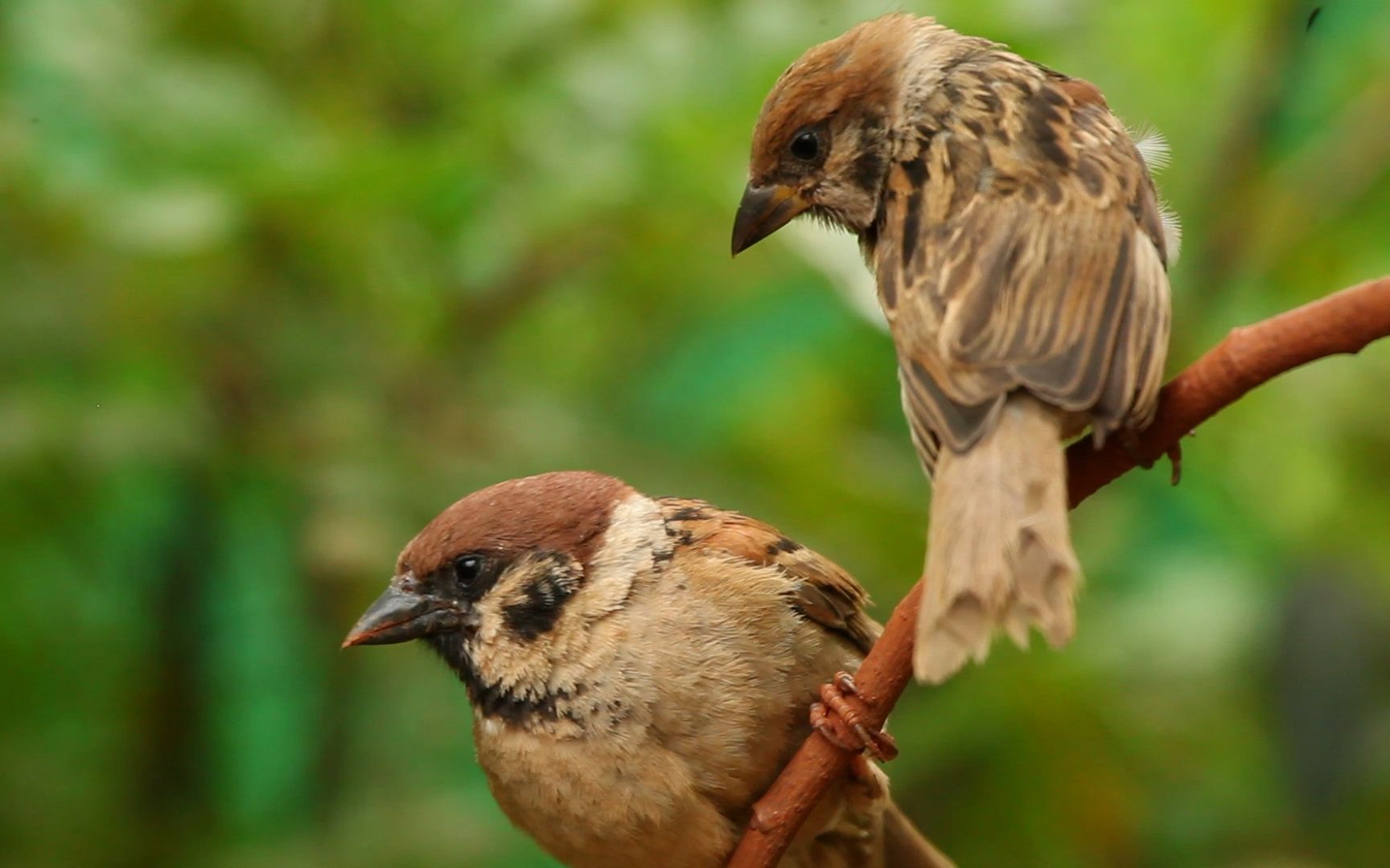 谷雀一家(11分钟)