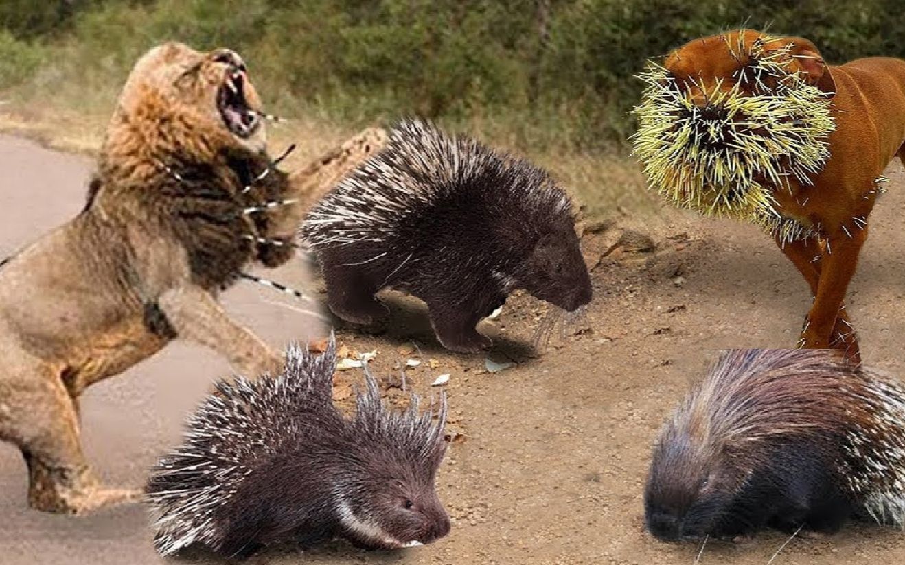 狮子愚蠢地攻击豪猪锋利的皮毛,豪猪打败狮子,比特犬实力!