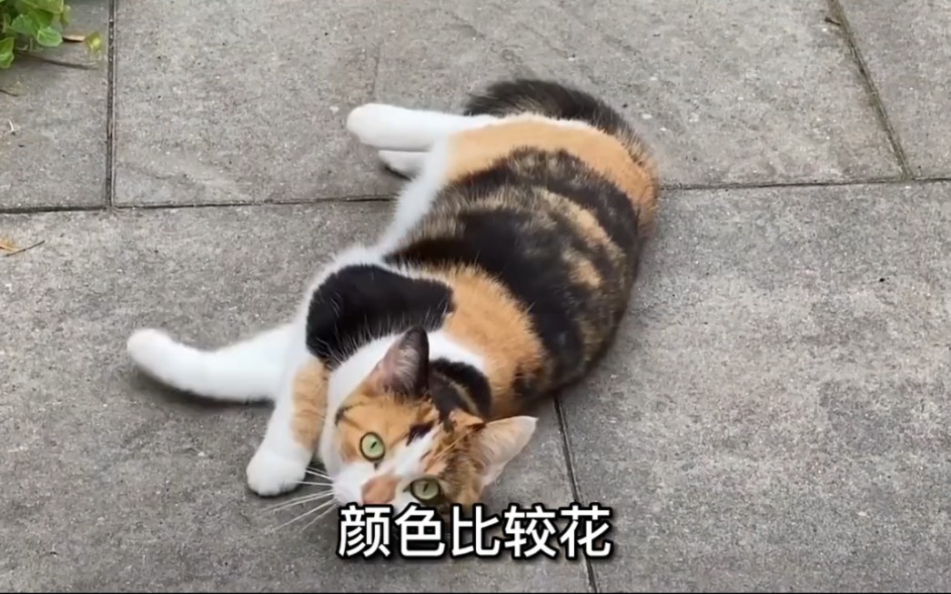 “猫咪取名指南”哔哩哔哩bilibili