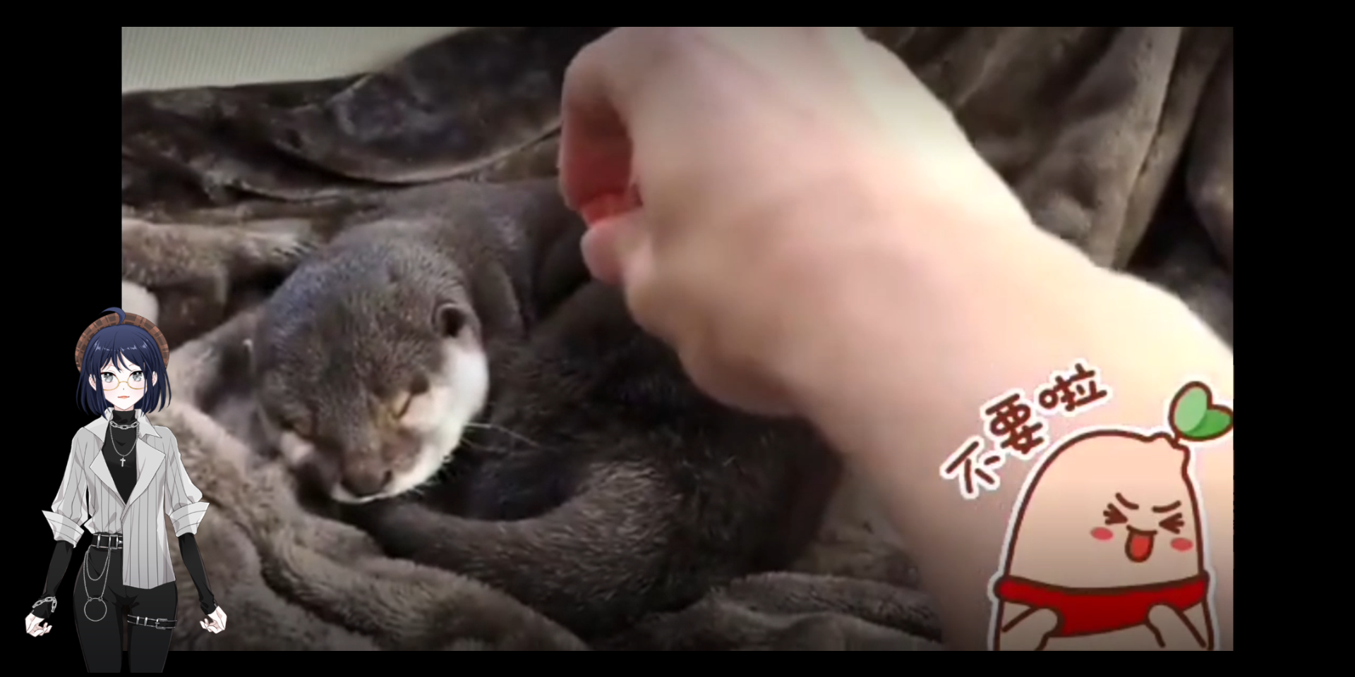 宠物可爱挑战入口网站_可爱宠物犬