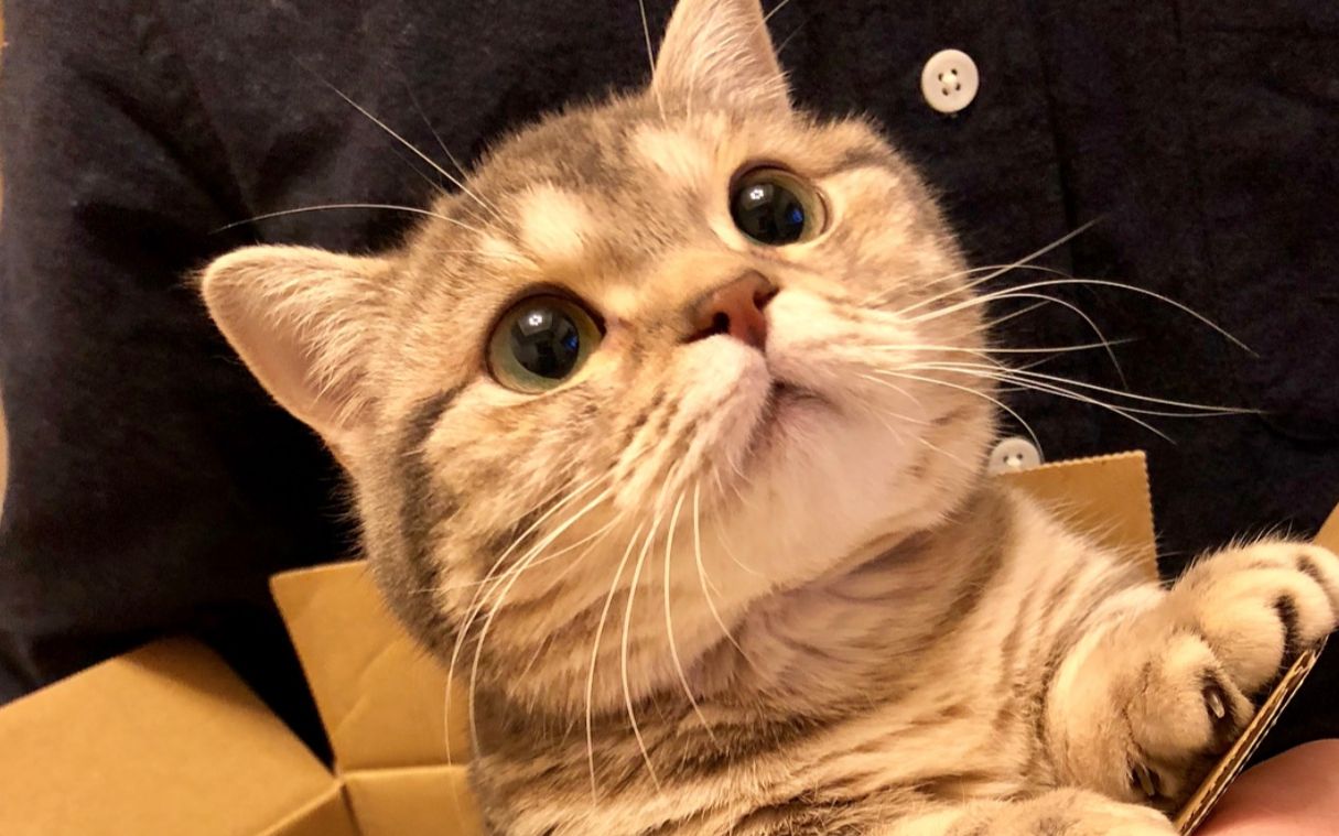 猫咪日常曼基康小短腿也是有尊严的