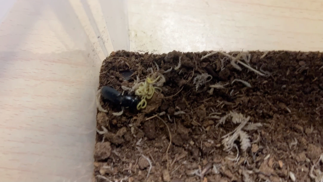 双齿蝼步甲爽恰线虫