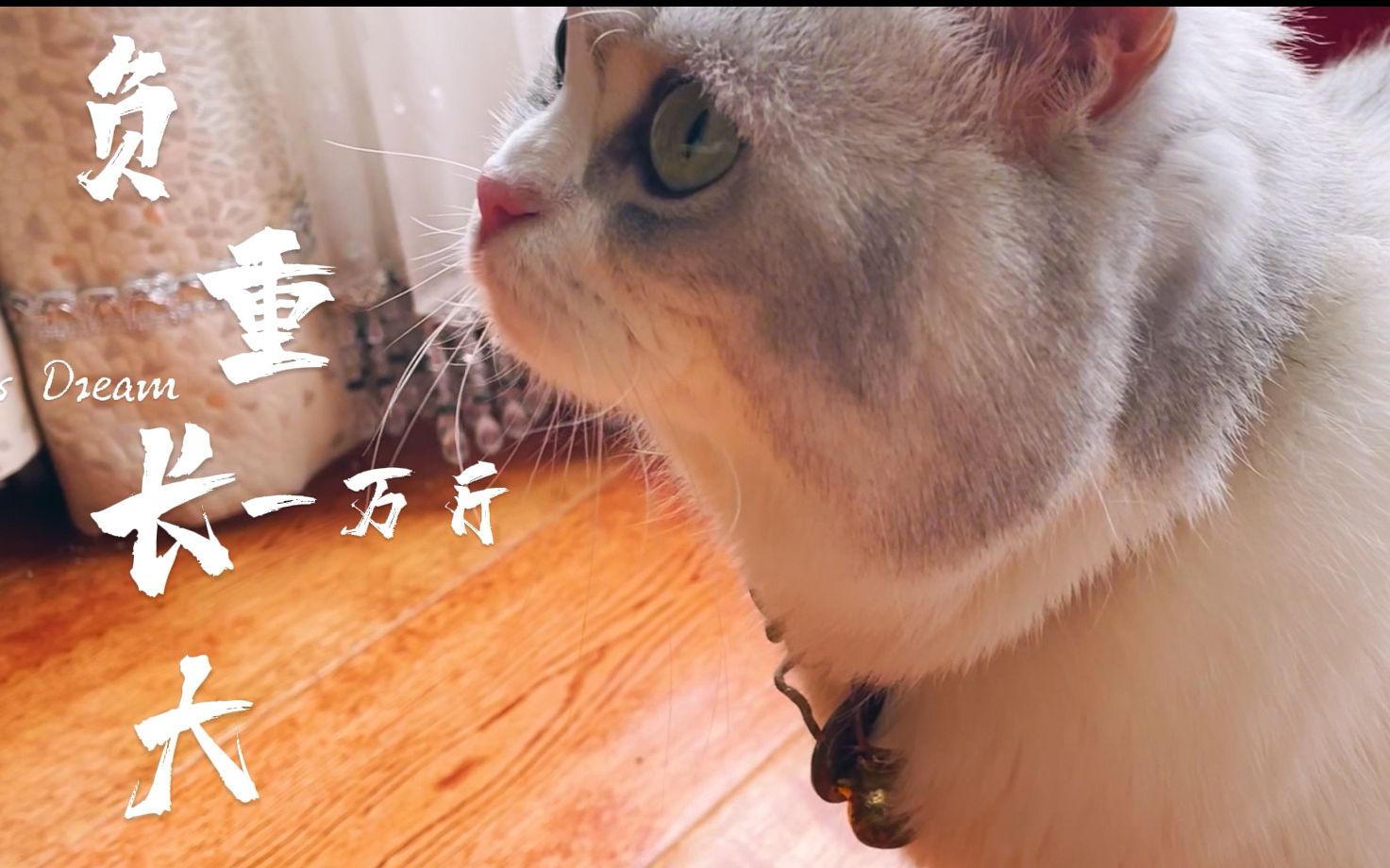 [图]以猫咪第一视角来记录它遭遇抛弃虐待 支持动物保护法成立!!!!!