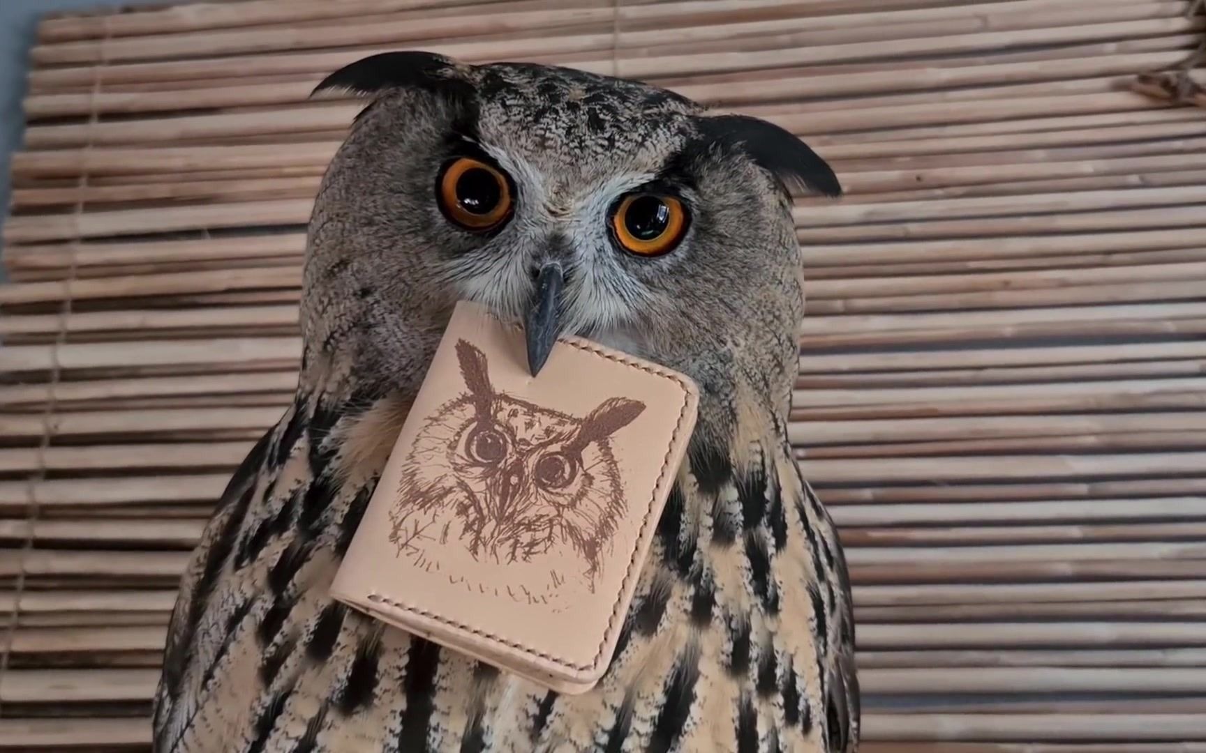 早期猫头鹰驯服人类,当家作主的珍贵视频【yoll】_哔哩哔哩_bilibili