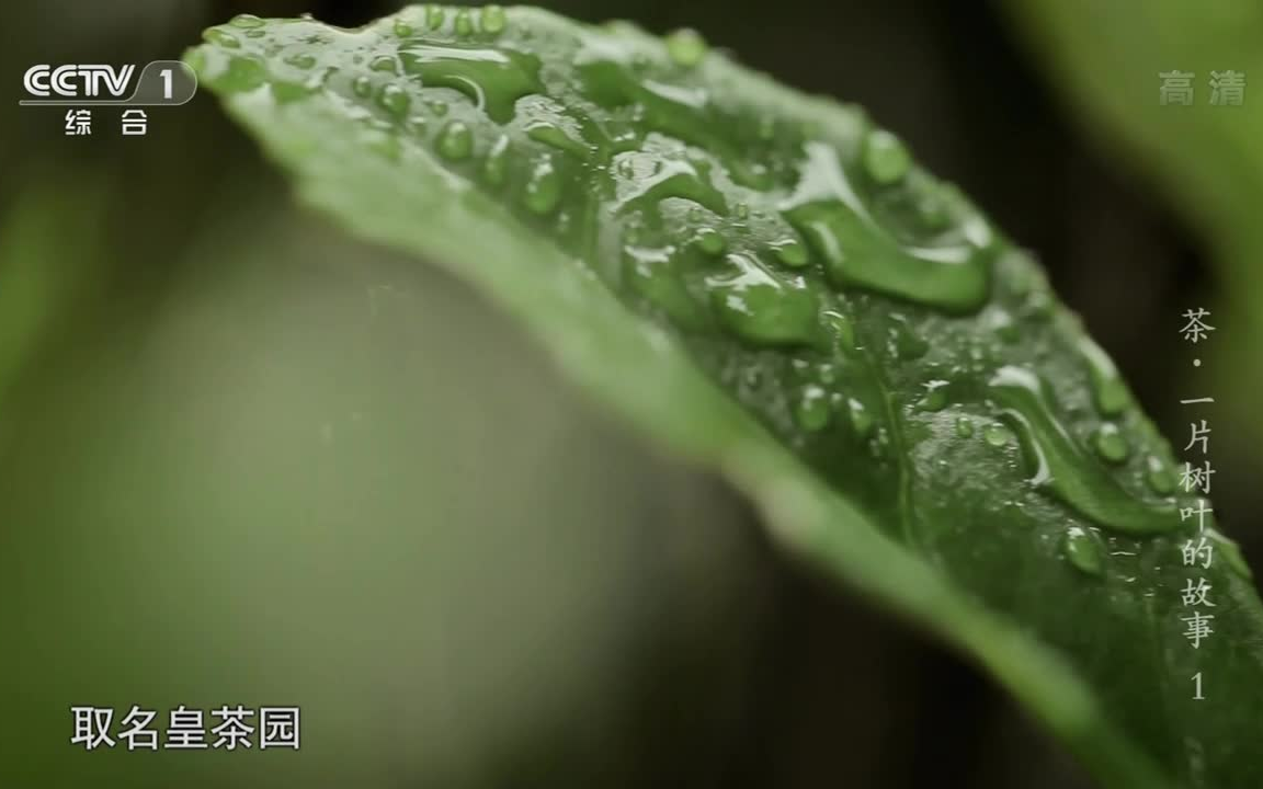 [图]【搬运】【纪录片】茶，一片树叶的故事