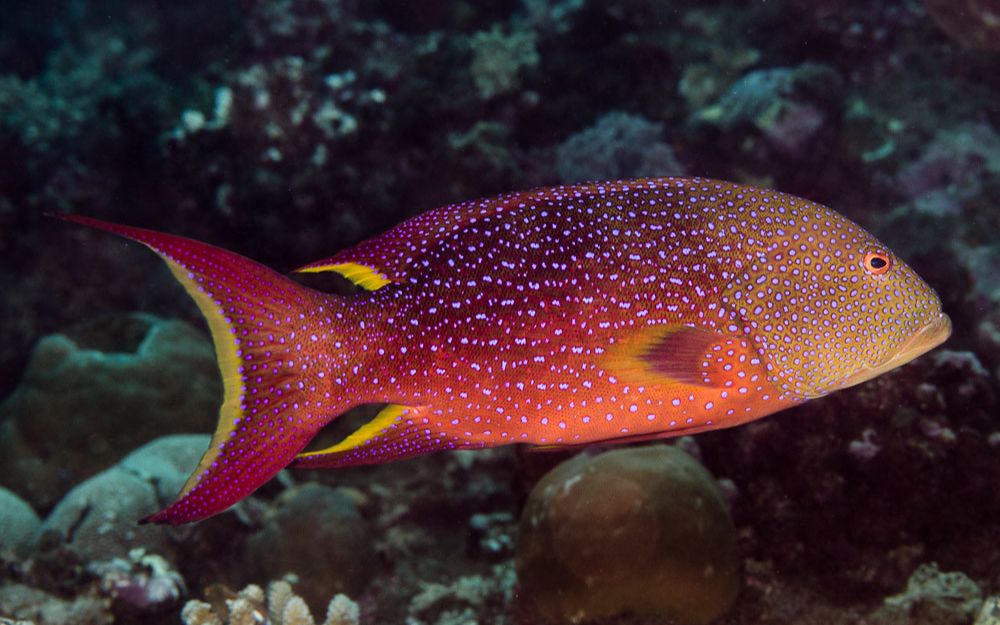 侧牙鲈打架_哔哩哔哩_bilibili