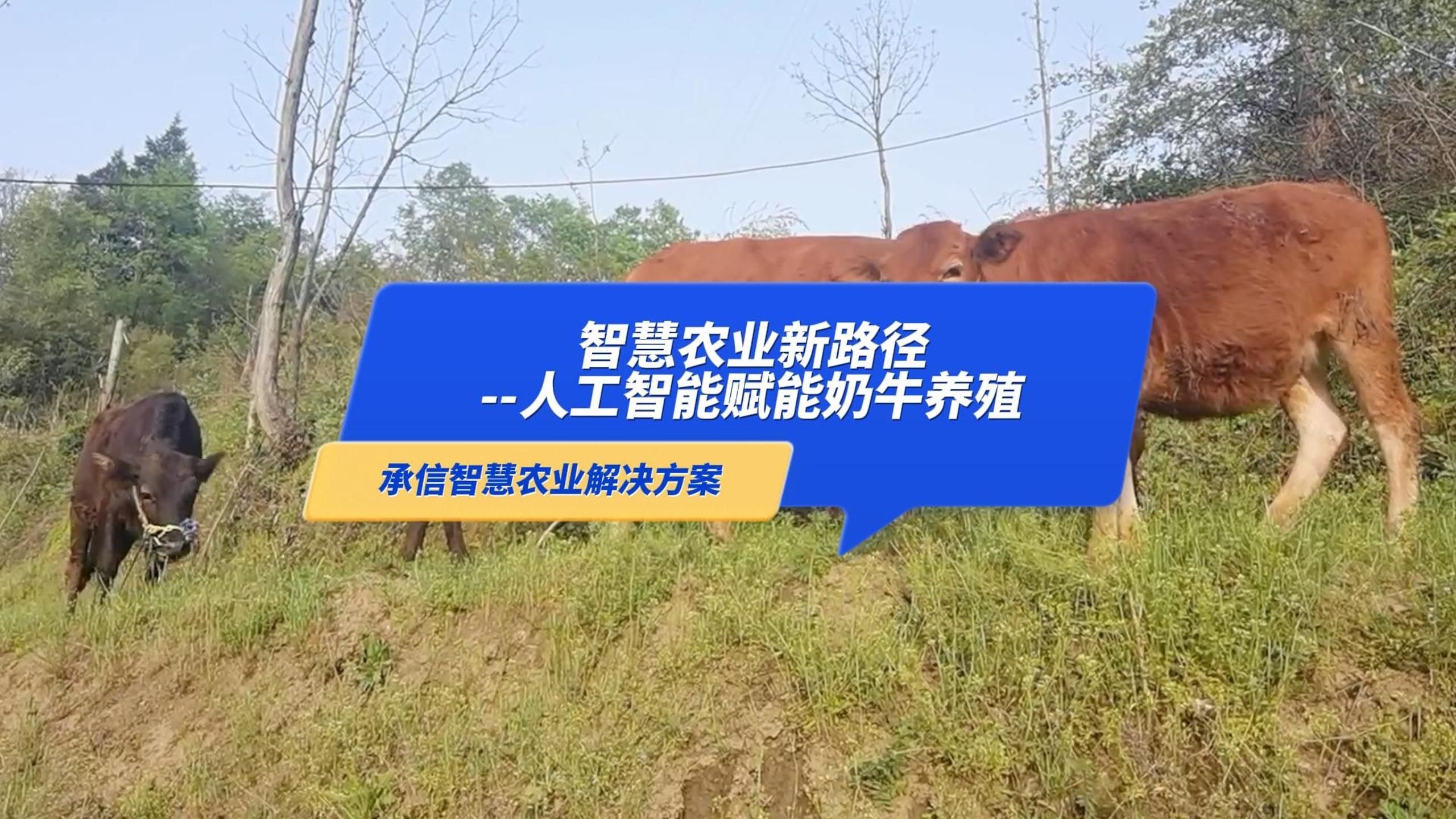 农业节目致富经养牛在线(cctv7 致富经官网养牛)
