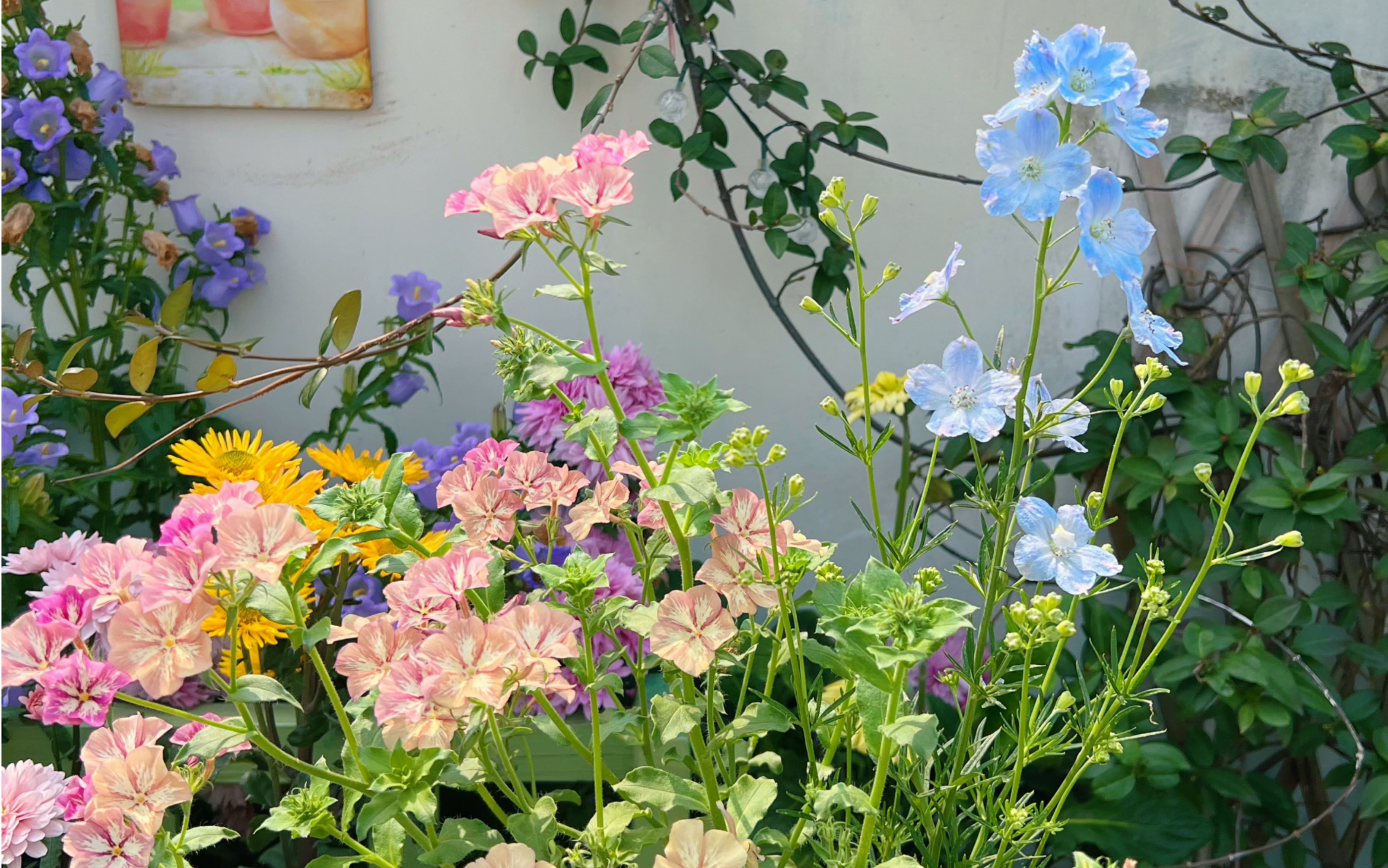 一年生草花福禄考、小飞燕、角堇组合盆栽介绍哔哩哔哩bilibili