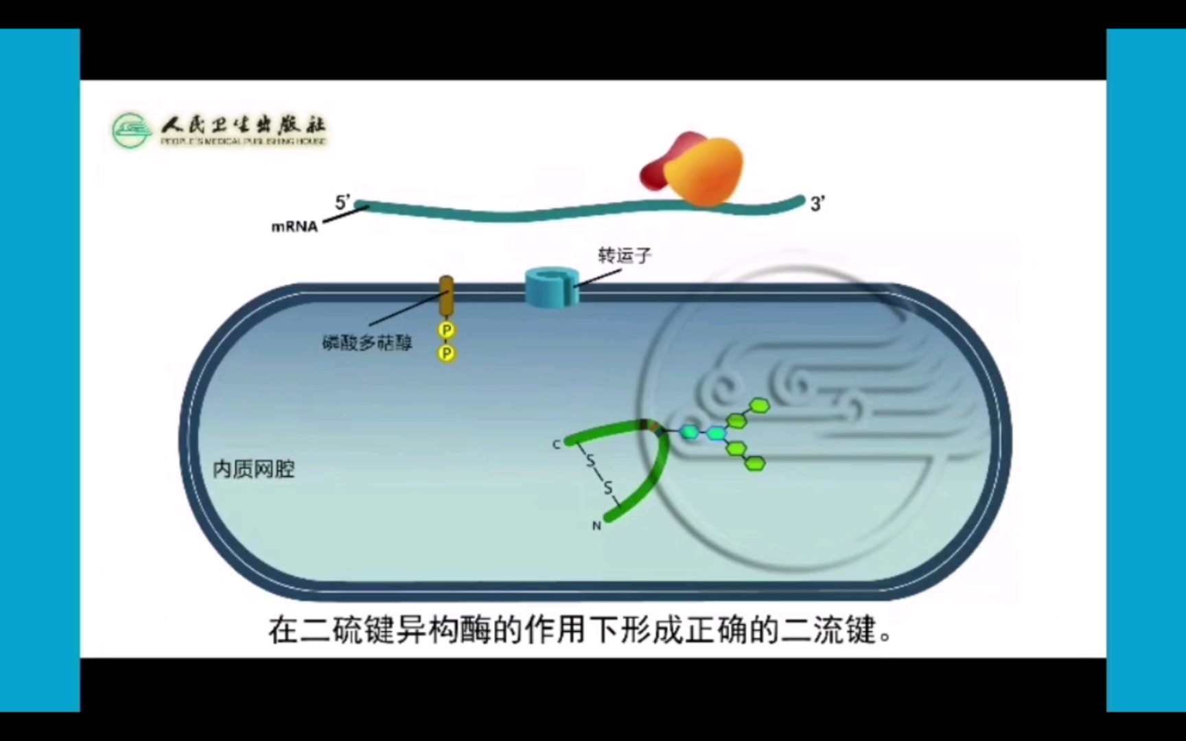 【细胞生物学】粗面内质网内蛋白质的折叠及修饰加工(二硫键形成、糖基化修饰)哔哩哔哩bilibili