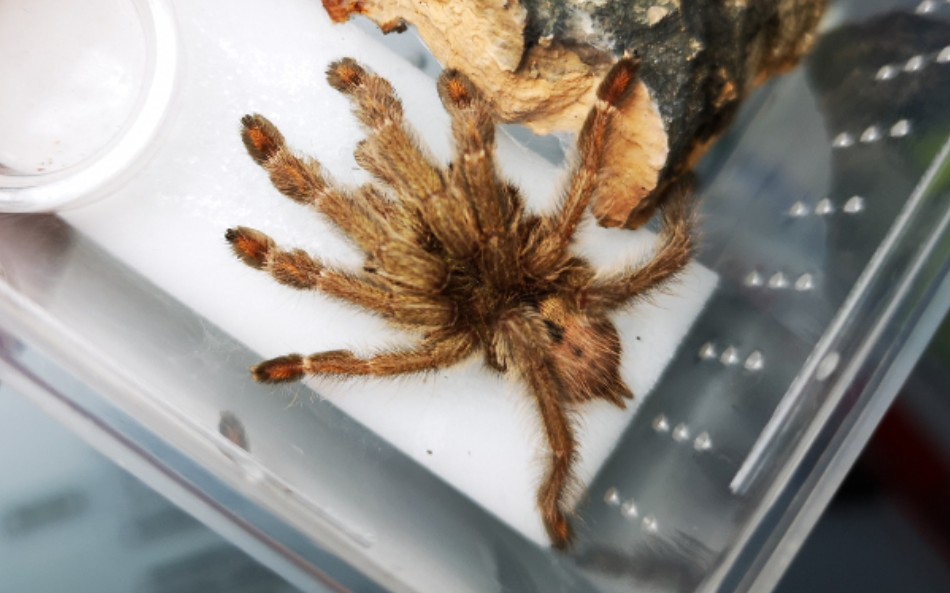 【千里达老虎尾】观察蜘蛛的心跳!