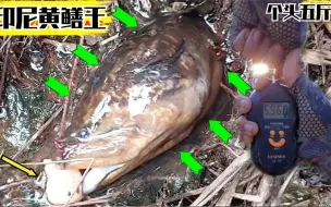 Descargar video: 五斤大的黄鳝有多粗？印尼高手野外丛林钓鳝鱼，让大家见识一下